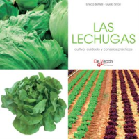Las_lechugas_-_cultivo__cuidado_y_condejos_pr__cticos